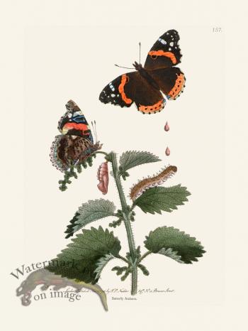 157 Butterfly Atalanta